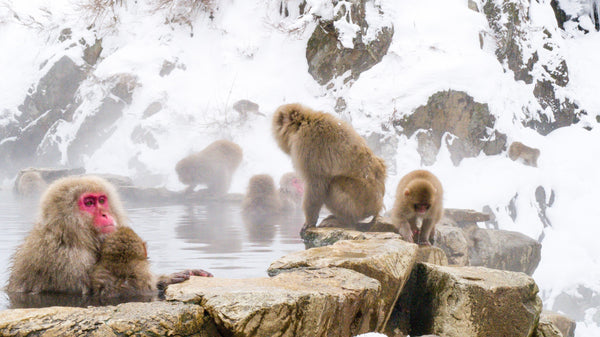 11 Best Things to Do in Nagano: Japan Travel Guide