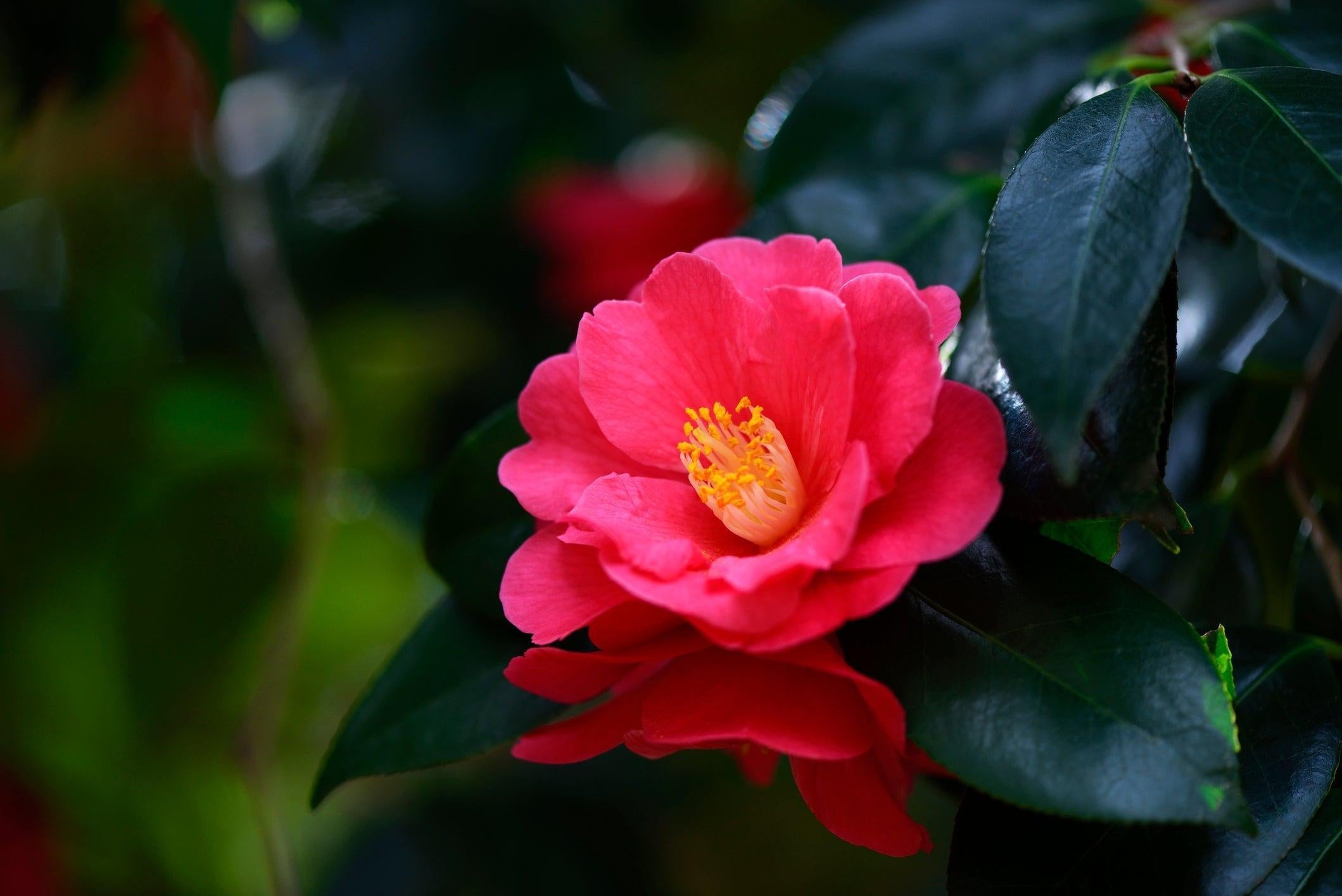 The Enchanting Camellia: Ancient Japanese Beauty Secrets