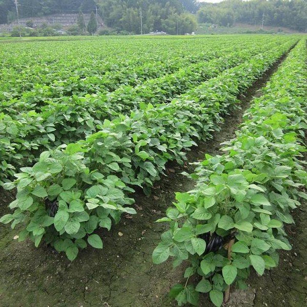 Adachi Kuromame Shoyu 1-Year Aged Tamba Black Soybean Soy Sauce 300ml