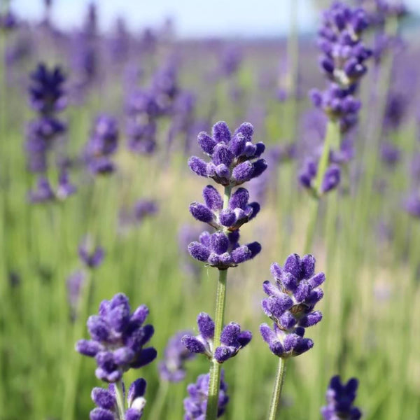 Flavor Life Pure Natural Kamifurano Lavender Essential Oil 3ml