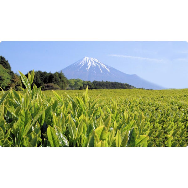 Oigawa Healing Zen Platinum Japanese Green Tea 100g