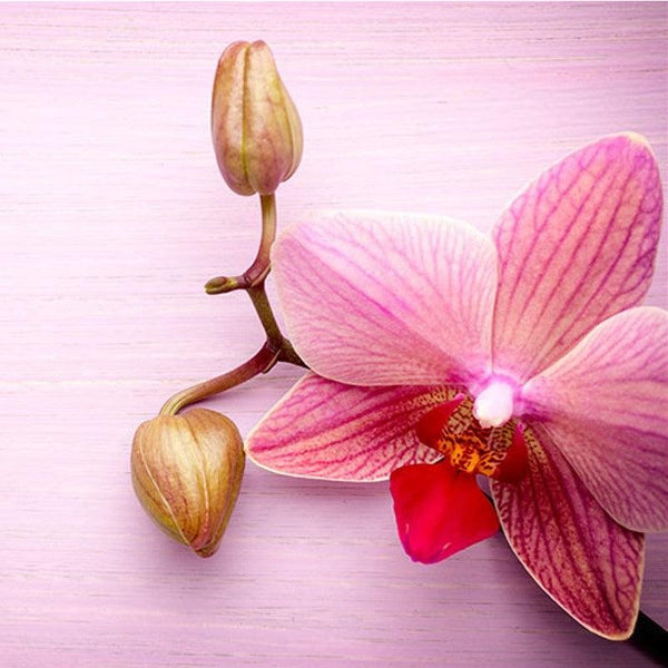 La Corbeille Organic Laundry Eco Friendly Silicone Free Fabric Softener 600ml