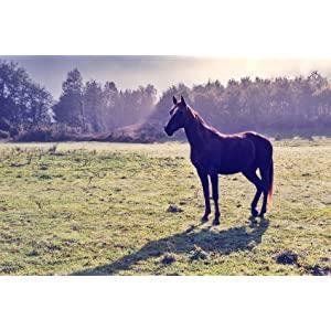 Kumano Yushi Horse Oil Conditioner 600ml