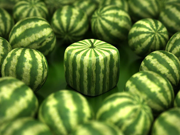 All About Japan’s Square-Shaped Watermelons