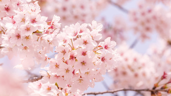 Cherry Blossom Forecast Calendar: Best Spots & Travel Tips (Updated Yearly)