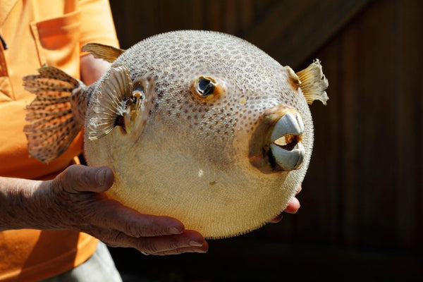 Fugu: The Famed Fish For Bold Culinary Adventurers-Japanese Taste