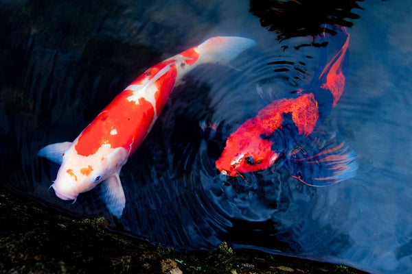 Koi Fish in Japanese Culture: Symbolism, Art, and Traditional Importance