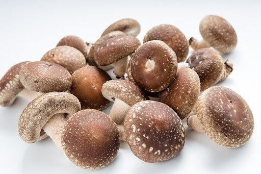 Shiitake: The Very Common Mushroom in Japanese Cuisine-Japanese Taste