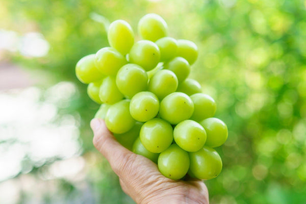 Your Complete Guide To The Seasonal Delight Of Shine Muscat Grapes-Japanese Taste