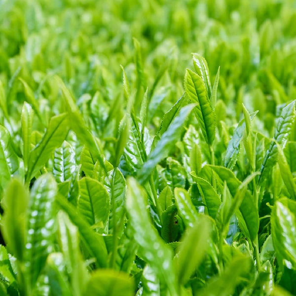 유기농 우지 교토 녹차 선물 상자 세트 (프리미엄 품종 3종)