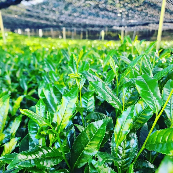 유기농 우지 교토 녹차 선물 상자 세트 (프리미엄 품종 3종)